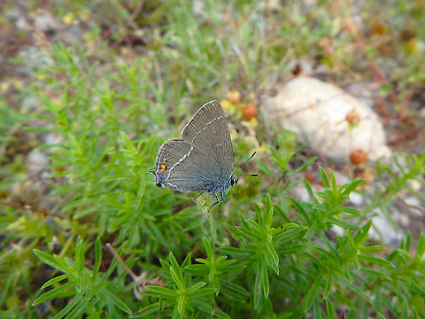 Sloe hairstreak - Satyrium acaciae Near fortress in Skardin, Croatia. Croatia,Geotagged,Satyrium acaciae,Sloe hairstreak,Spring