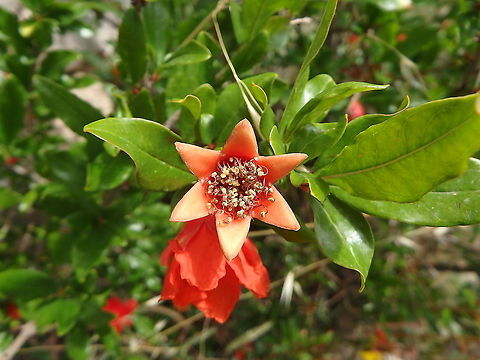 Pomegranate tree - Punica granatum Fortress wall, Skradin. Croatia,Geotagged,Pomegranate,Punica granatum,Spring
