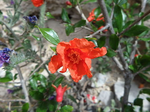 Pomegranate flower - Punica granatum Fortress wall, Skradin, Croatia. Croatia,Geotagged,Pomegranate,Punica granatum,Spring