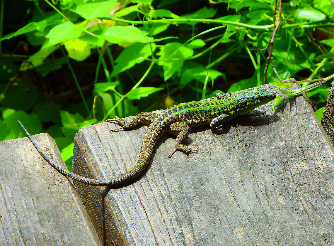 Italian wall lizard- Podarcis sicula Krka, Croatia. Croatia,Geotagged,Italian wall lizard,Podarcis sicula,Spring