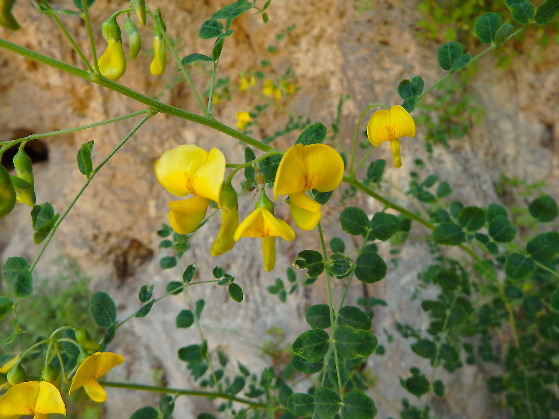 Bladder-senna - Colutea arborescens Here I show the flowers and in the next posting I show the bladder-shaped pea pods.<br />
Seen in Skradinski Buk, Krka National Park, Croatia. Colutea arborescens,Croatia,Geotagged,Spring