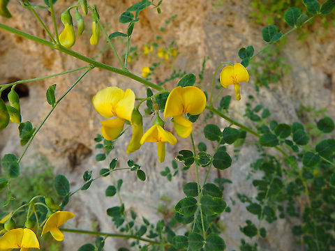 Bladder-senna - Colutea arborescens Here I show the flowers and in the next posting I show the bladder-shaped pea pods.
Seen in Skradinski Buk, Krka National Park, Croatia. Colutea arborescens,Croatia,Geotagged,Spring