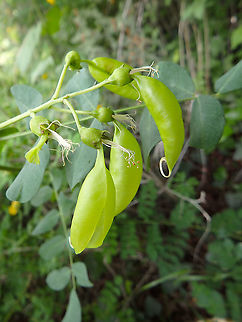 Bladder-senna - Colutea arborescens This is a detail of the bladder-shaped pea pods. Colutea arborescens,Croatia,Geotagged,Spring