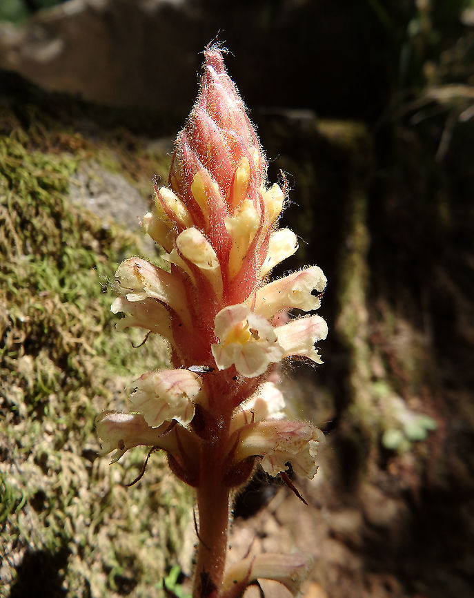 Ivy Broomrape_ Orobanche hederae There were multiple plants in this area (Skradinski Buk, Krka, Croatia).<br />
Also mentioned here:<br />
<a href="https://jjknatura.com/en/species/gallery/6141/Orobanche-hederae" rel="nofollow">https://jjknatura.com/en/species/gallery/6141/Orobanche-hederae</a> Croatia,Geotagged,Orobanche hederae,Spring