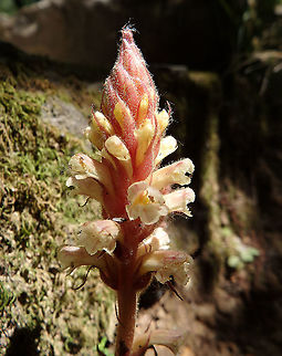 Ivy Broomrape_ Orobanche hederae There were multiple plants in this area (Skradinski Buk, Krka, Croatia).
Also mentioned here:
https://jjknatura.com/en/species/gallery/6141/Orobanche-hederae Croatia,Geotagged,Orobanche hederae,Spring