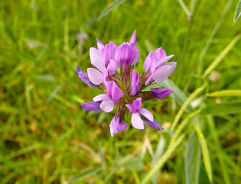 Arabian Pea_Bituminaria_bituminosa Seen in grasses neat arboretum Trsteno, Croatia. Arabian pea,Bituminaria bituminosa,Croatia,Geotagged,Spring