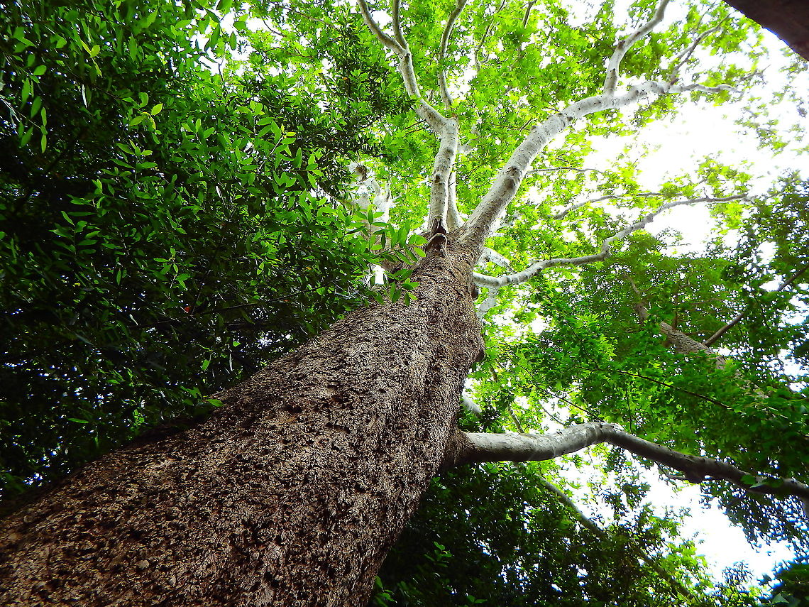Oriental Plane - Platanus_orientalis Arboretum Trsteno, Croatia Croatia,Geotagged,Oriental Plane,Platanus orientalis,Spring
