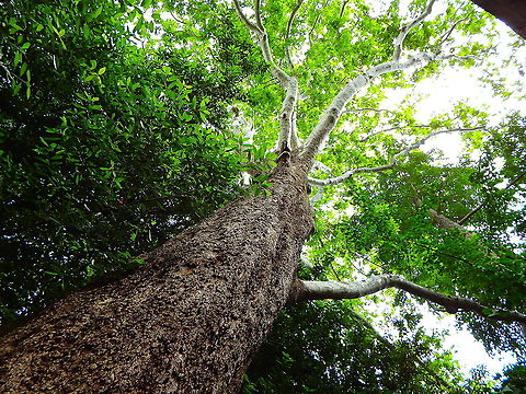 Oriental Plane - Platanus_orientalis Arboretum Trsteno, Croatia Croatia,Geotagged,Oriental Plane,Platanus orientalis,Spring