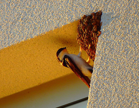 Common House Martin _ Delichon urbicum  Common House Martin,Croatia,Delichon urbicum,Geotagged,Spring