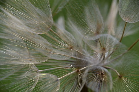 Purple salsify - Tragopogon porrifolius Patch of wild grass in Trsteno Arboretum, Croatia. Croatia,Geotagged,Purple salsify,Spring,Tragopogon porrifolius