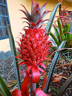 Ananas bracteatus Seen in a garden in Alajuela, Costa Rica (2014). Ananas bracteatus,Costa Rica,Geotagged,Spring