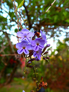 Duranta_erecta Seen in a garden in Alajuela, Costa Rica (2014). Costa Rica,Duranta erecta,Geotagged,Spring
