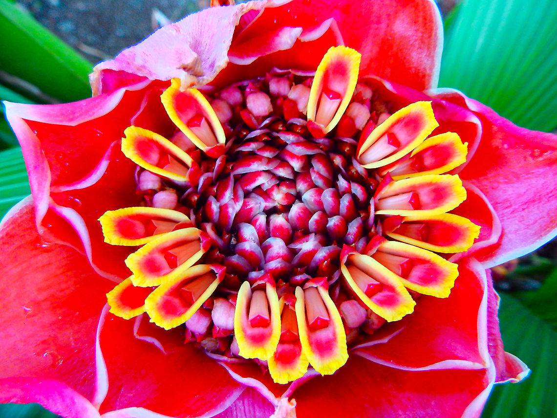Torch Ginger - Etlingera elatior Seen in a garden in Alajuela, Costa Rica (2014). Costa Rica,Etlingera elatior,Geotagged,Spring,Torch Ginger