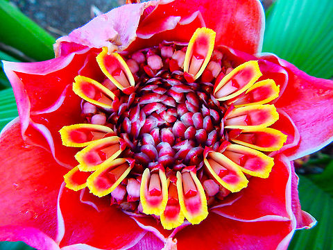 Torch Ginger - Etlingera elatior Seen in a garden in Alajuela, Costa Rica (2014). Costa Rica,Etlingera elatior,Geotagged,Spring,Torch Ginger