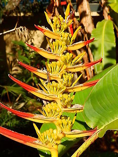 Red Tip Fan - Heliconia lingulata Seen in a garden in Alajuela, Costa Rica (2014). Costa Rica,Geotagged,Heliconia lingulata,Red Tip Fan,Spring