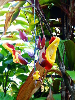 Mysore trumpetvine - Thunbergia mysorensis Seen in a garden in Alajuela, Costa Rica (2014). Costa Rica,Geotagged,Spring,Thunbergia mysorensis