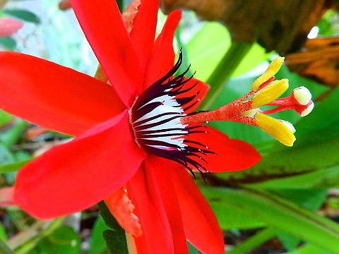 Crimson passion flower - Passiflora vitifolia Seen in a garden in Alajuela, Costa Rica (2014). Costa Rica,Crimson passion flower,Geotagged,Passiflora vitifolia,Spring