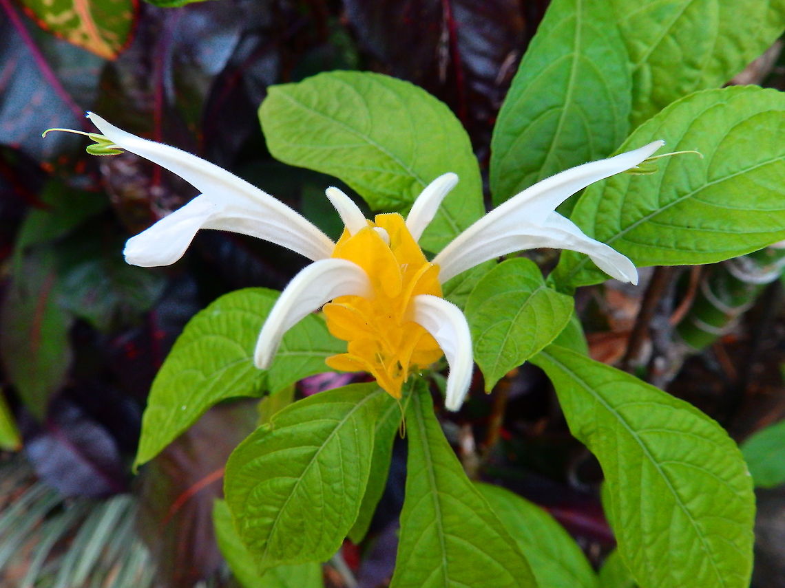 Lollipop Plant - Pachystachys lutea Seen in a garden in Alajuela, Costa Rica (2014). Costa Rica,Geotagged,Lollipop Plant,Pachystachys lutea,Spring