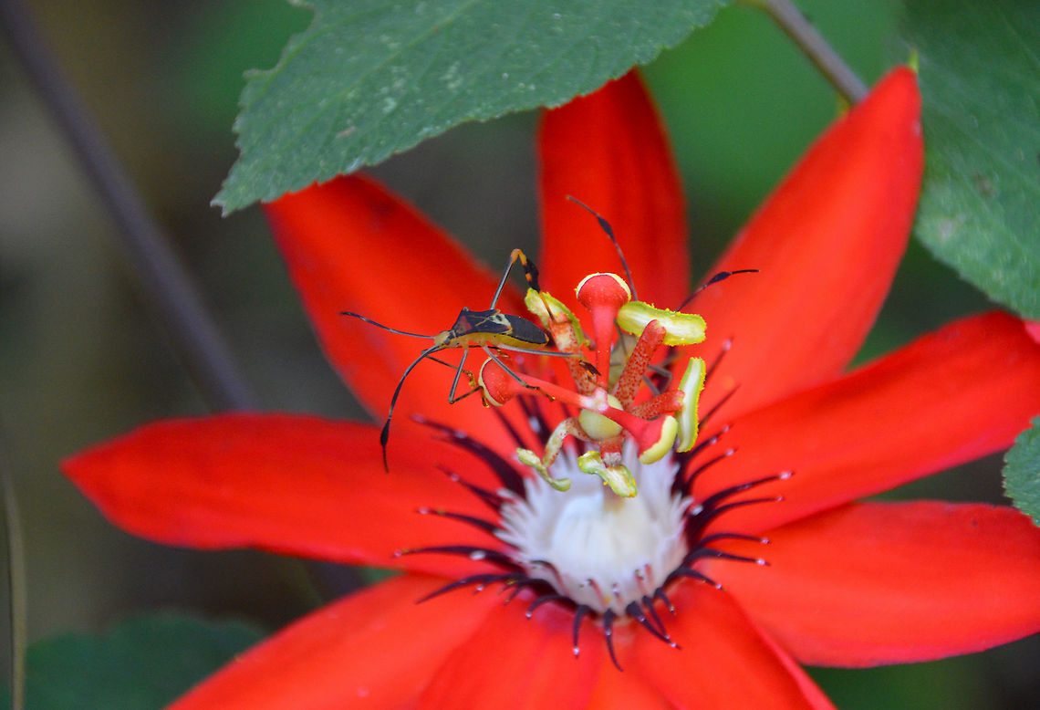 Leaffooted bug - Anisoscelis affinis (imago) Seen in the Butterfly Garden in Monteverde, Costa Rica (2014) Anisoscelis affinis,Costa Rica,Geotagged,Leaffooted bug,Spring