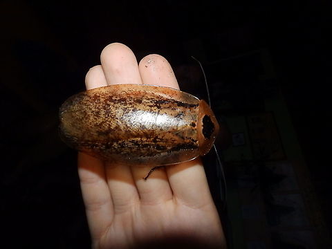 Peppered cockroach - Archimandrita tesellata Seen in the Butterfly Garden in Monteverde, Costa Rica (2014).
https://www.jungledragon.com/image/117363/peppered_cockroach_-_archimandrita_tesellata.html Archimandrita tessellata,Costa Rica,Geotagged,Peppered cockroach,Spring