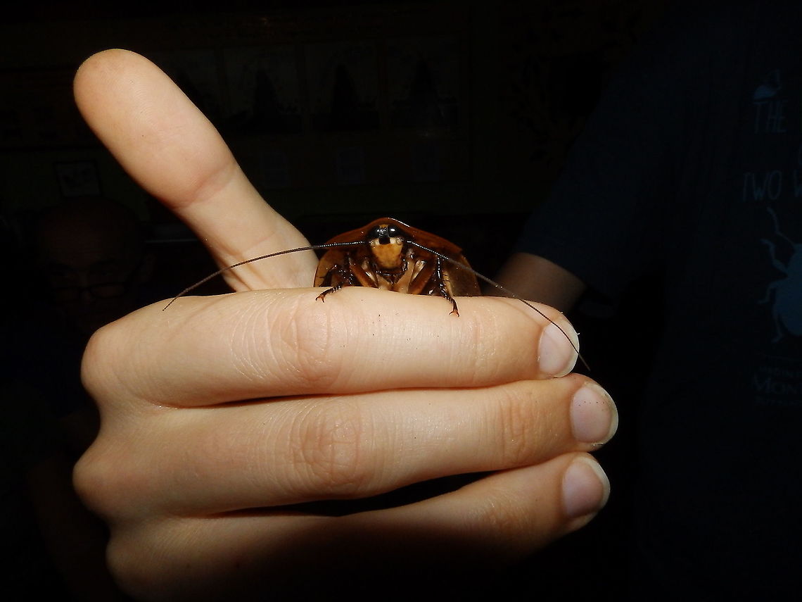 ,Peppered cockroach - Archimandrita tesellata They actually have a cute face!<br />
<figure class="photo"><a href="https://www.jungledragon.com/image/117362/peppered_cockroach_-_archimandrita_tesellata.html" title="Peppered cockroach - Archimandrita tesellata"><img src="https://s3.amazonaws.com/media.jungledragon.com/images/2298/117362_thumb.JPG?AWSAccessKeyId=05GMT0V3GWVNE7GGM1R2&Expires=1759968010&Signature=%2FzNZXP1U5Y0VEijbyX3qbOF%2BLqs%3D" width="200" height="150" alt="Peppered cockroach - Archimandrita tesellata Seen in the Butterfly Garden in Monteverde, Costa Rica (2014).<br />
https://www.jungledragon.com/image/117363/peppered_cockroach_-_archimandrita_tesellata.html Archimandrita tessellata,Costa Rica,Geotagged,Peppered cockroach,Spring" /></a></figure> Archimandrita tessellata,Costa Rica,Geotagged,Peppered cockroach,Spring