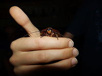 ,Peppered cockroach - Archimandrita tesellata They actually have a cute face!<br />
https://www.jungledragon.com/image/117362/peppered_cockroach_-_archimandrita_tesellata.html Archimandrita tessellata,Costa Rica,Geotagged,Peppered cockroach,Spring