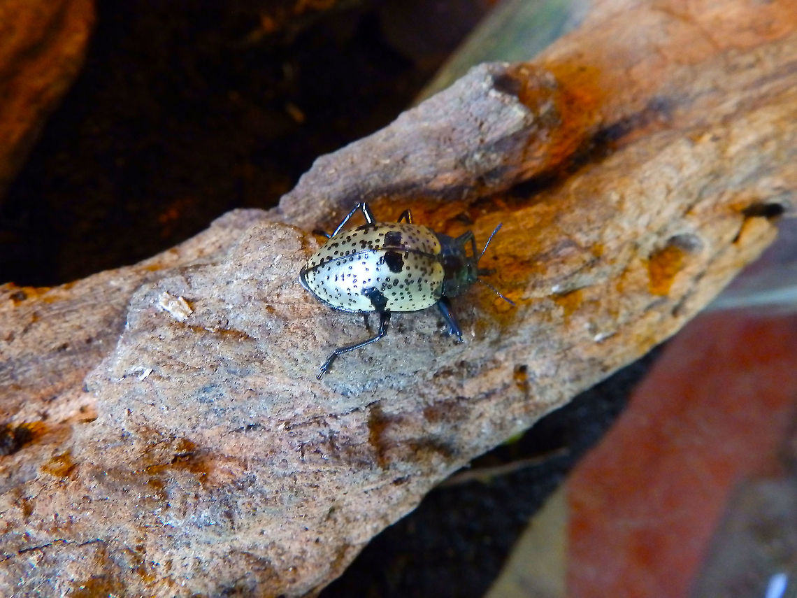 Pleasing Fungus Beetle - Gibbifer/Cypherotylus  costaricensis Seen in the Butterfly Garden in Monteverde, Costa Rica (2014). Costa Rica,Cypherotylus  costaricensis,Geotagged,Pleasing Fungus Beetle,Spring