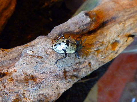 Pleasing Fungus Beetle - Gibbifer/Cypherotylus  costaricensis Seen in the Butterfly Garden in Monteverde, Costa Rica (2014). Costa Rica,Cypherotylus  costaricensis,Geotagged,Pleasing Fungus Beetle,Spring