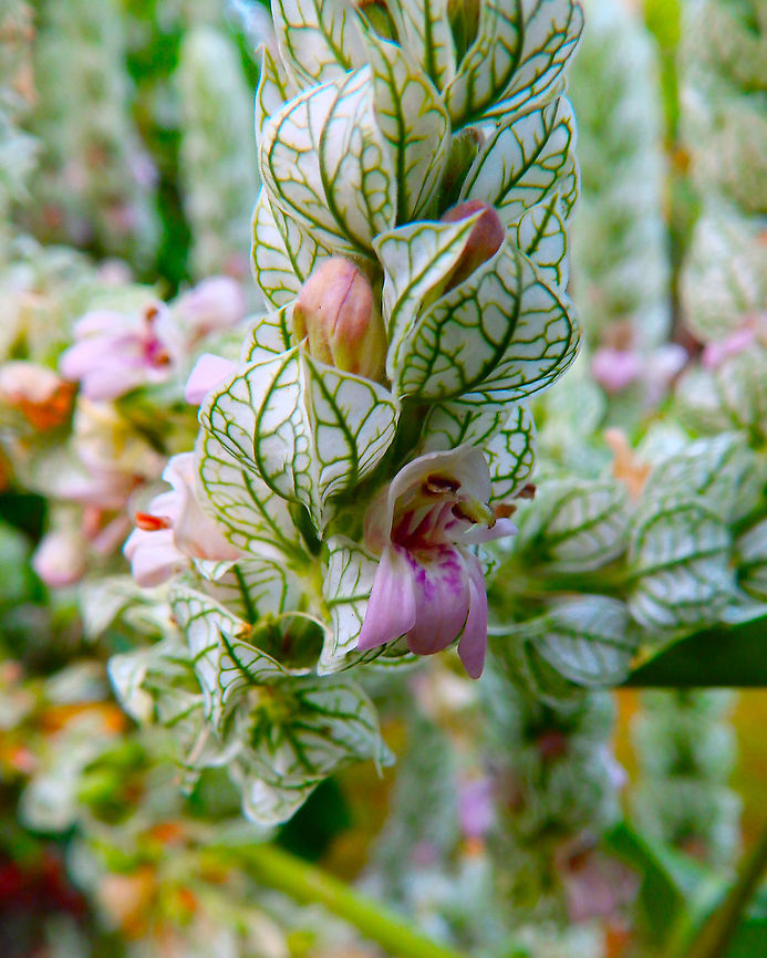 Shrimp plant - Justicia betonica Seen in a garden in Alajuela, Costa Rica (2014). Costa Rica,Geotagged,Justicia betonica,Spring,White Shrimp Plant