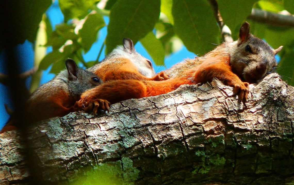 Scirurus variegatoides A mom sleeping with her offspring in a tree in the same garden in Alajuela, Costa Rica (2014). Costa Rica,Geotagged,Sciurus variegatoides,Spring,Variegated squirrel