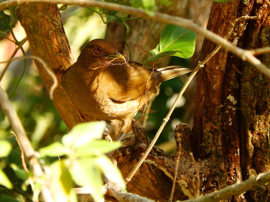 Yiguirro - Turdus grayi Near Butterfly Garden in Moneteverde, Costa Rica (2014). Clay-colored thrush,Costa Rica,Geotagged,Spring,Turdus grayi