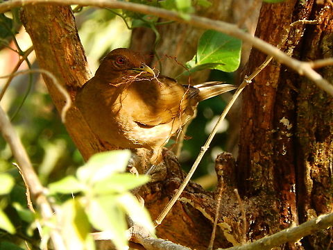 Yiguirro - Turdus grayi Near Butterfly Garden in Moneteverde, Costa Rica (2014). Clay-colored thrush,Costa Rica,Geotagged,Spring,Turdus grayi