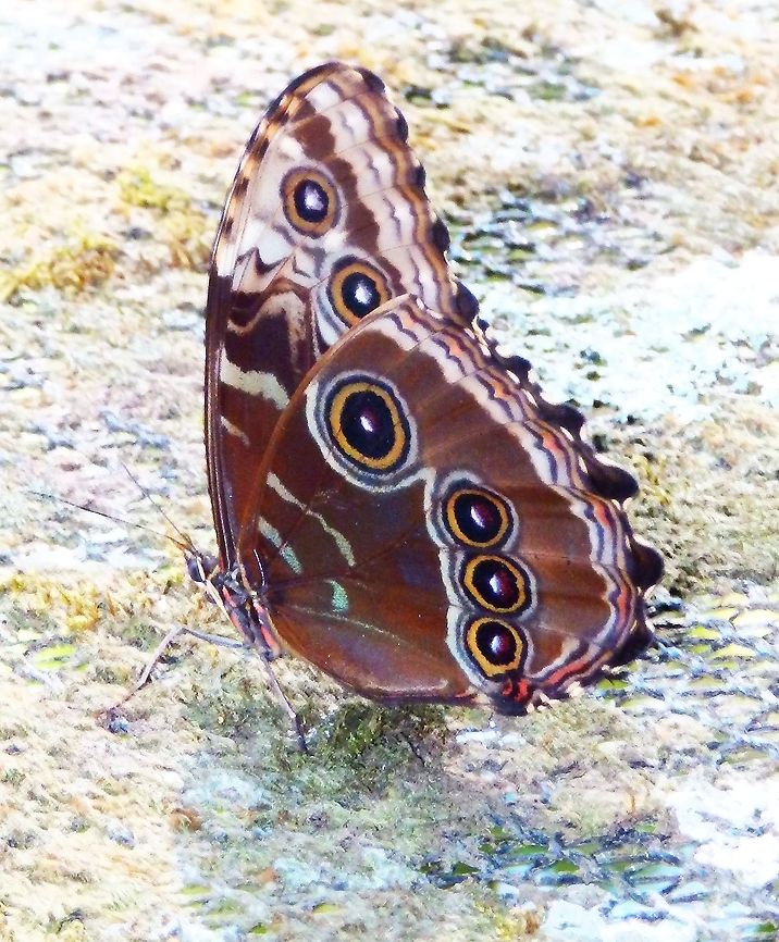 Morpho helenor Butterfly Garden, Monteverde, Costa Rica (2014).  Common Morpho,Costa Rica,Geotagged,Morpho helenor,Spring
