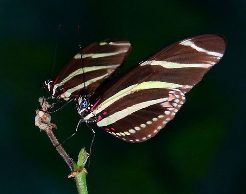 Zebra Longwing - Heliconius charithonia Butterfly Garden, Monteverde, Costa Rica (2014).  Costa Rica,Geotagged,Heliconius charithonia,Spring,Zebra Longwing