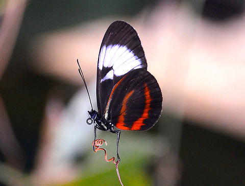 Cydno Longwing - Heliconius cydno galanthus Butterfly Garden, Monteverde, Costa Rica (2014).  Costa Rica,Cydno Longwing,Geotagged,Heliconius cydno,Spring