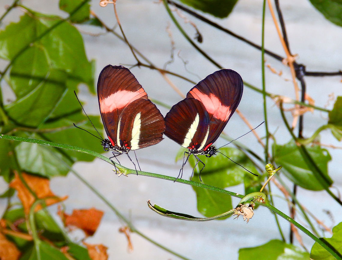 Red postman - Heliconius erato Butterfly Garden, Monteverde, Costa Rica (2014).  Costa Rica,Geotagged,Heliconius erato,Red postman,Spring