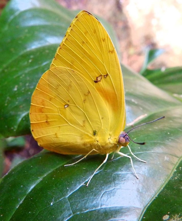 Cloudless sulphur_Phoebis sennae Butterfly Garden, Monteverde, Costa Rica (2014).  Cloudless sulphur,Costa Rica,Geotagged,Phoebis sennae,Spring