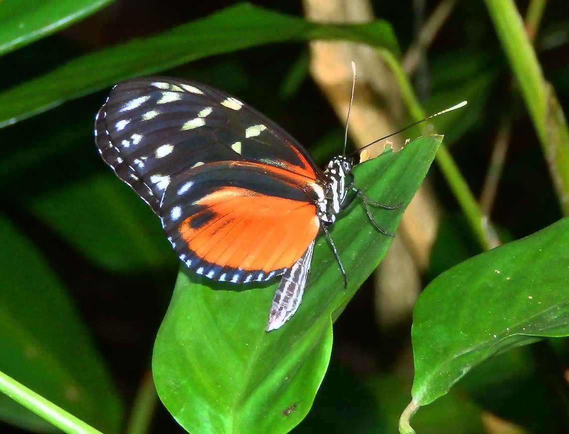 Tiger Longwing - Heliconius hecale zuleica Butterfly Garden, Monteverde, Costa Rica (2014).    Costa Rica,Geotagged,Heliconius hecale,Spring,Tiger Longwing