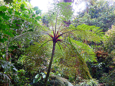 Tree Fern - Alsophila_erinacea Reserva de Santa Elena, Costa Rica (2014). Alsophila  erinacea,Alsophila erinacea,Costa Rica,Geotagged,Spring