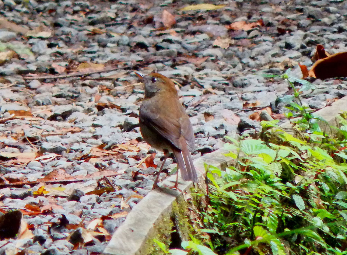 Ruddy-capped nightingale-thrush - Catharus frantzii Reserva de Santa Elena, Costa Rica (2014). Catharus frantzii,Costa Rica,Geotagged,Ruddy-capped nightingale-thrush,Spring