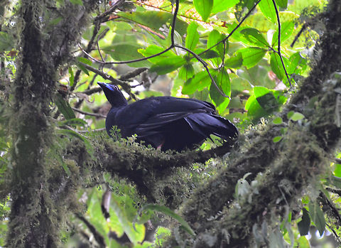 Black guan - Chamaepetes unicolor Reserva de Santa Elena, Costa Rica (2014). Black guan,Chamaepetes unicolor,Costa Rica,Geotagged,Spring