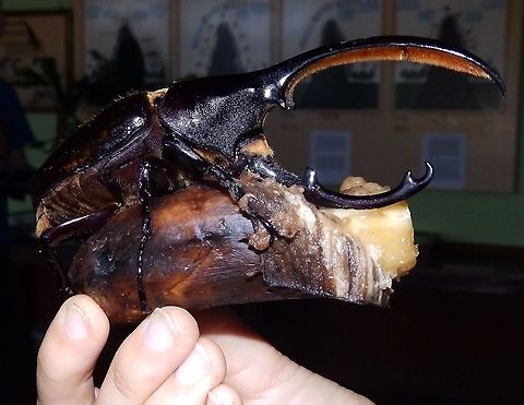 Hercules Beetle - Dynastes hercules Seen in the Butterfly Garden, Monteverde, Costa Rica (2014). It was alive and eating that ripe banana. Costa Rica,Dynastes hercules,Geotagged,Hercules beetle,Spring