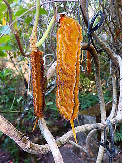 Ox-Eye bean - Mucuna urens Butterfly Garden, Monteverde, Costa Rica (2014).  Costa Rica,Geotagged,Mucuna urens,Spring