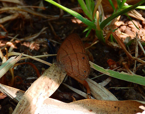 Hermes Satyr - Hermeuptychia hermes Seen in an open garden in Alajuela, Costa Rica (2014). Hermeuptychia hermes
