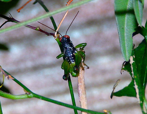 Rhachicreagra anchidiphalara Seen in the Butterfly Garden, Monteverde, Costa Rica (2014).  Costa Rica,Geotagged,Grasshopper,Rhachicreagra anchidiphalara,Spring