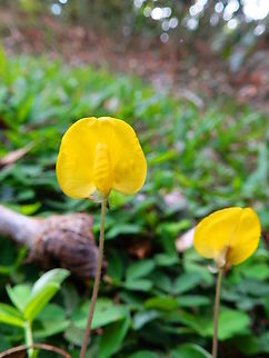 Pinto Peanut - Arachis pintoi Monteverde, Costa Rica, in a clearing for housing.  I have also seen this plant in other continents. It seems widespread in tropical areas. Arachis pintoi,Costa Rica,Geotagged,Pinto Peanut,Spring
