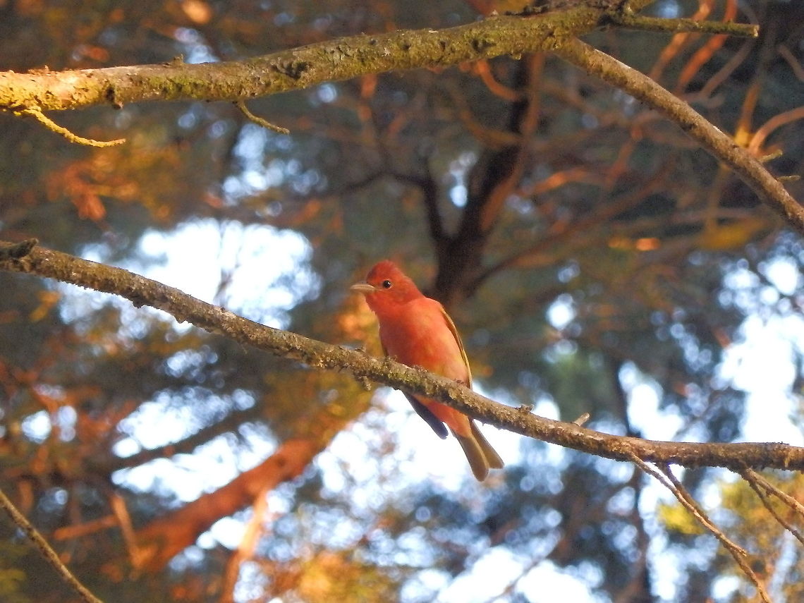 Summer tanager - Piranga rubra In the trees next to our cabin in Monteverde, Costa Rica (2014). Costa Rica,Geotagged,Piranga rubra,Spring,Summer Tanager