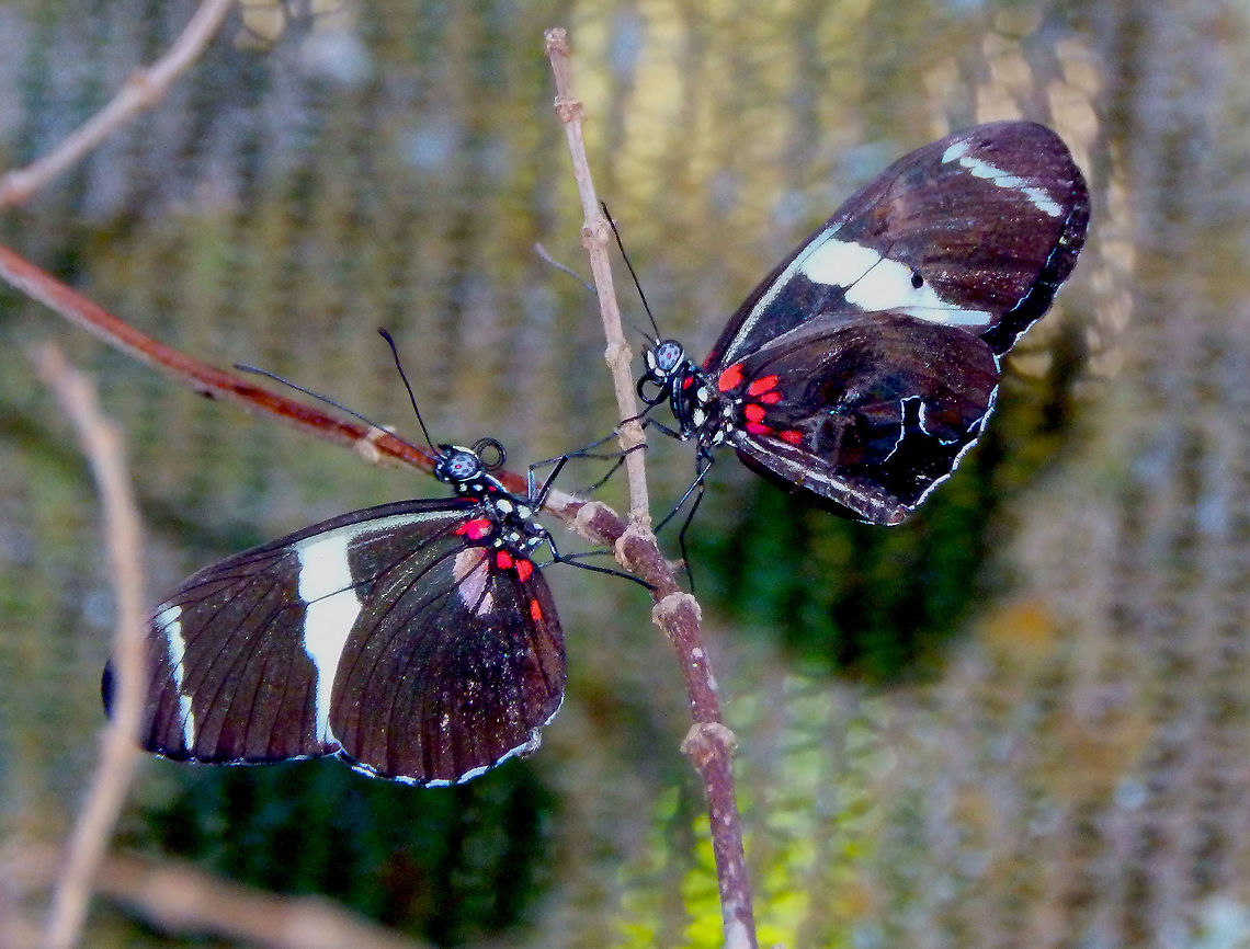 Sara longwing - Heliconius sara Butterfly Garden, Monteverde, Costa Rica (2014).  Costa Rica,Geotagged,Heliconius sara,Sara longwing,Spring