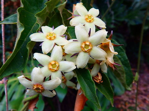 Cuayote - Gonolobus_edulis Seen in garden near wet forest in Monteverde, Costa Rica. Costa Rica,Cuayote,Geotagged,Gonolobus edulis,Spring
