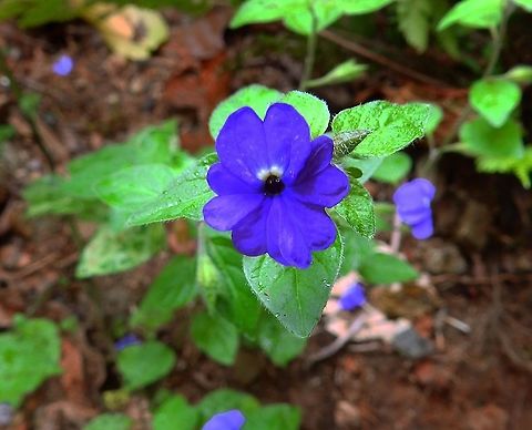Browallia americana Reserva Santa Elena, Costa Rica (2014).    Browallia americana,Costa Rica,Geotagged,Spring